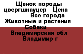 Щенок породы  цвергшнауцер › Цена ­ 30 000 - Все города Животные и растения » Собаки   . Владимирская обл.,Владимир г.